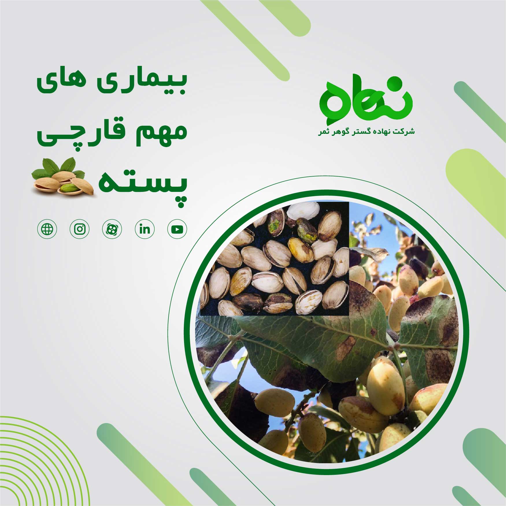 بیماری های مهم قارچی پسته